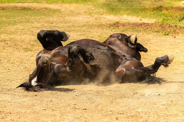 Purosangue Cavallo Bruno Rotolando Terra — Foto Stock