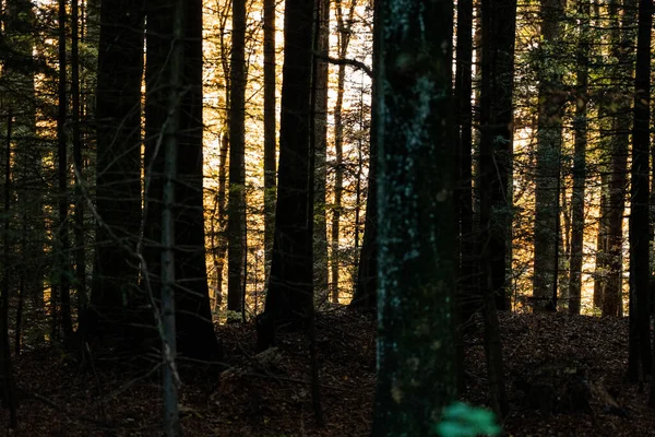 Floresta Hora Ouro Mont Pelerin Vaud Suíça — Fotografia de Stock