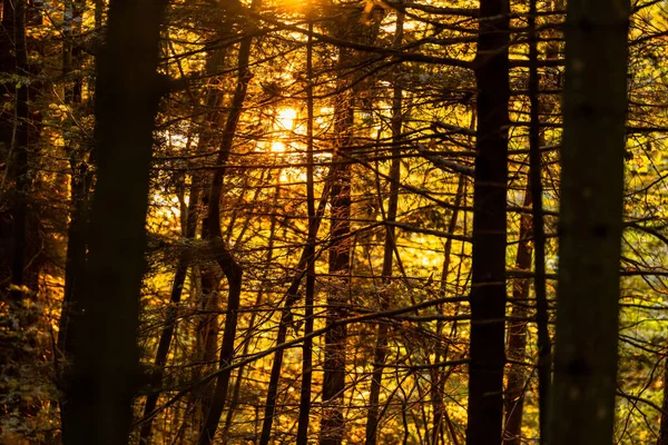 モンペレーリンの森 スイス ヴォー — ストック写真