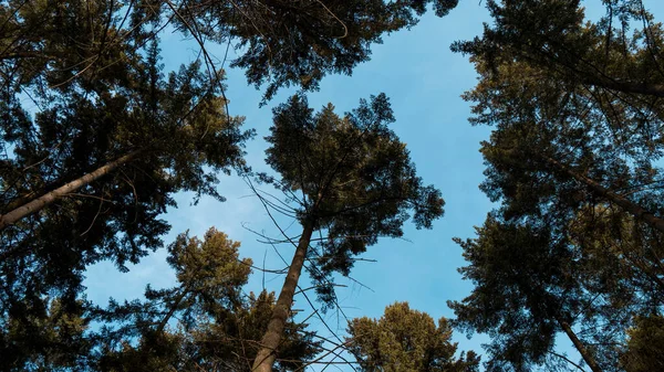 Uma Bela Vista Árvores Altas Uma Floresta Sob Céu Azul — Fotografia de Stock