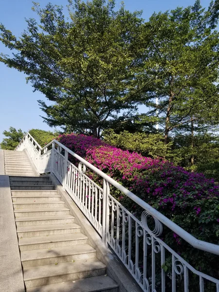 晴れた日には美しい公園の階段の垂直ショット — ストック写真