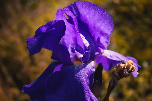 Egy Közeli Kép Egy Lila Írisz Virágról Regent Gardens Ben — Stock Fotó
