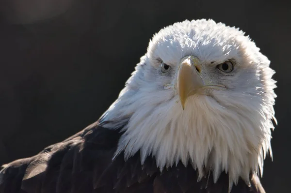 Closeup Shot Head Bald Eagle Blurred Background — Stock Photo, Image