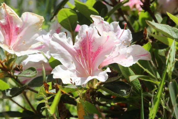 Primer Plano Hermosas Flores Rosas Blancas Azalea Creciendo Jardín Día —  Fotos de Stock