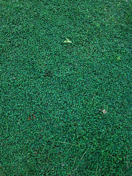 A vertical shot of a wall with green clovers