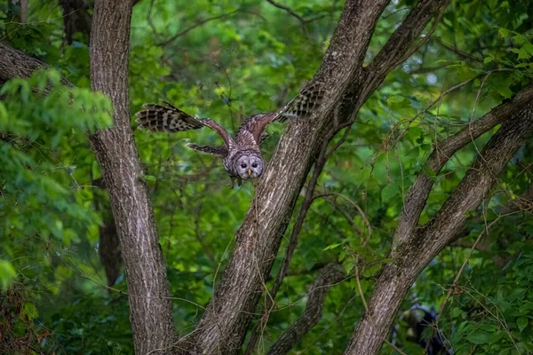 Eine Vergitterte Eule Fliegt Wald — Stockfoto