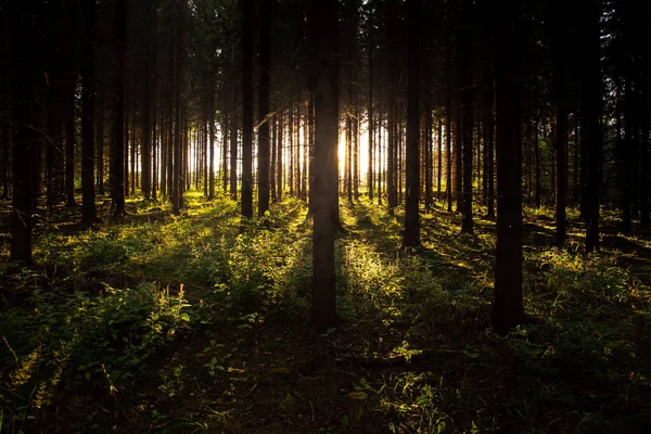 Parlak Günbatımında Yüksek Ağaçlarla Kaplı Bir Ormanın Manzarası — Stok fotoğraf