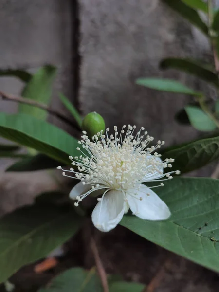 Vertikal Bild Blommande Blommor Från Guava Växt — Stockfoto