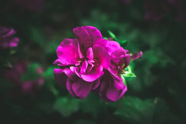 Ένα Κοντινό Πλάνο Ανθισμένα Λουλούδια Geranium — Φωτογραφία Αρχείου