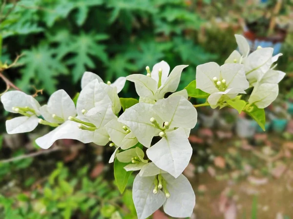 Närbild Vita Bougainvillea Glabra Blommor Som Växer Gren Mot Gröna — Stockfoto