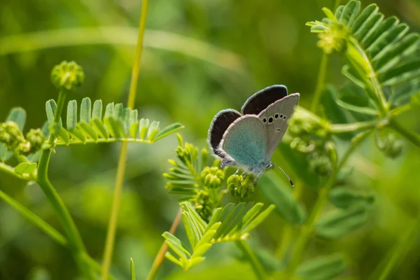 Närbild Liten Blå Fjäril Cupido Minimus Ett Grönt Löv Mimosa — Stockfoto