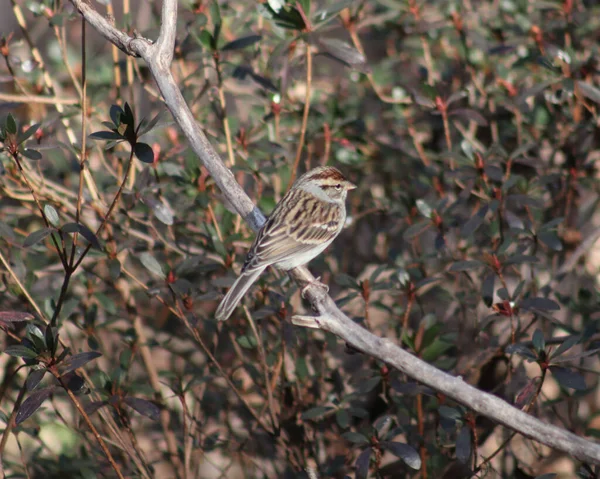 Närbild Den Söta Common Sparrow Bunting Fågel Med Suddig Buske — Stockfoto