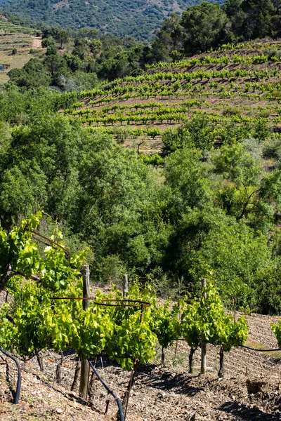 Een Verticaal Schot Van Wijngaarden Tarragona Onder Een Wolkenloze Blauwe — Stockfoto