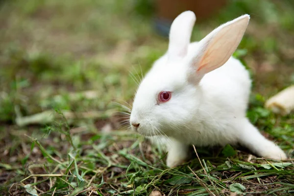 Closeup Shot White Bunny Field Blurred Background — Stock Photo, Image