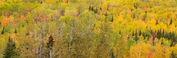 Forest Canada Autumn Beautiful Colors Trees — Stock Photo, Image