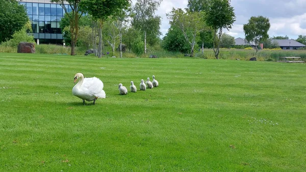 Vit Svan Och Cygnets Går Grönt Gräs — Stockfoto