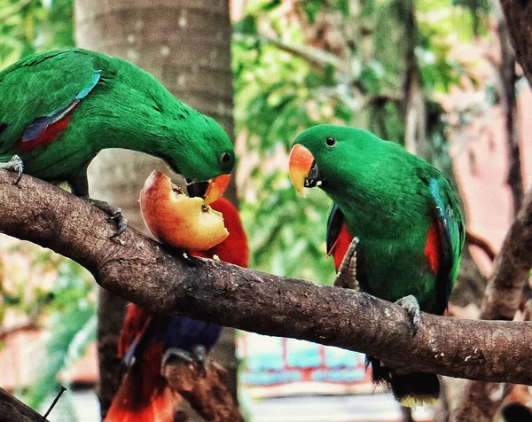 Tiro Close Dois Papagaios Verdes Lanchando Uma Maçã Ramo — Fotografia de Stock