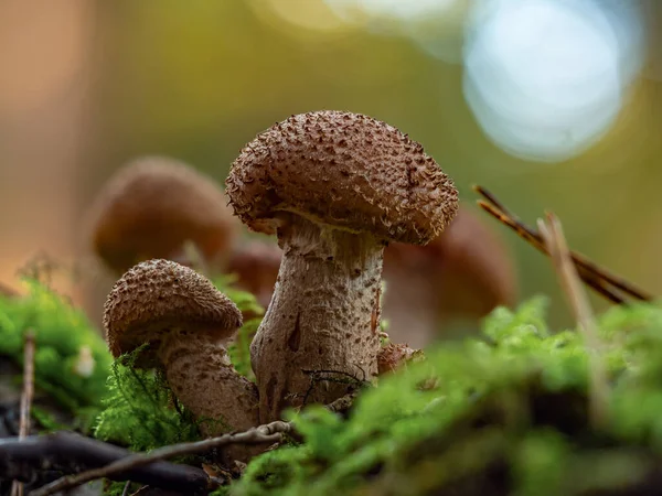 İki küçük Armillaria ostoyae mantarı.