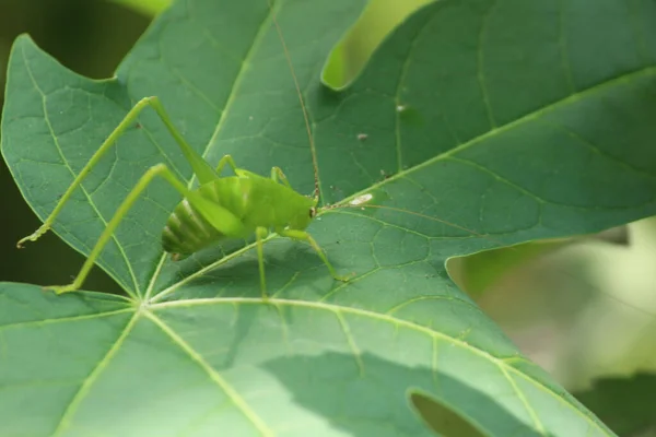 在绿叶上的一个巨大的绿蟋蟀的特写镜头 — 图库照片