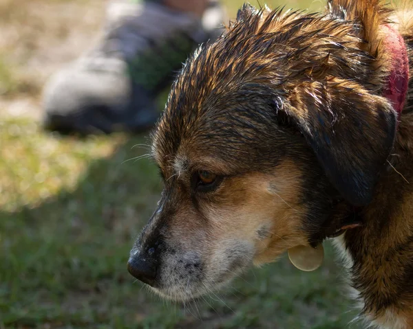 Selektywne Ujęcie Mokrej Głowy Brązowego Psa — Zdjęcie stockowe