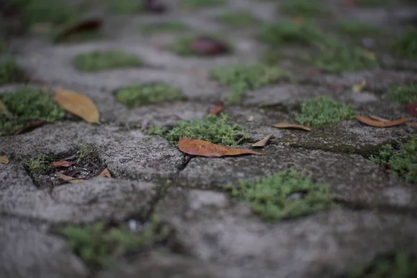 秋天落叶有选择地集中在平坦的地面上 — 图库照片
