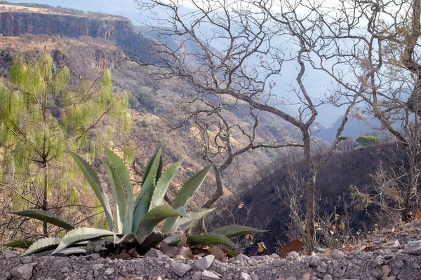 Una Pianta Agave Maximiliana Jalisco Messico — Foto Stock