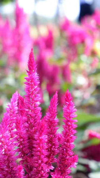 Close Vertical Flores Pente Prata Rosa Galo Crescendo Campo — Fotografia de Stock