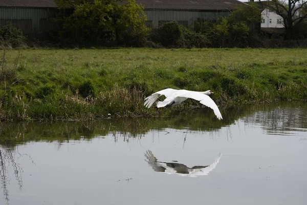 Прекрасный Вид Белого Лебедя Над Озером Время Полета — стоковое фото