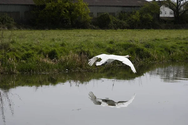 Una Bella Vista Del Cigno Bianco Sul Lago Durante Volo — Foto Stock