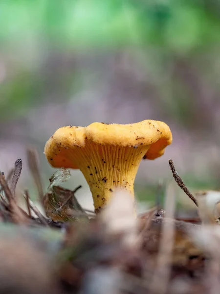 Chanterelle Είναι Ένα Από Πιο Δημοφιλή Βρώσιμα Μανιτάρια — Φωτογραφία Αρχείου