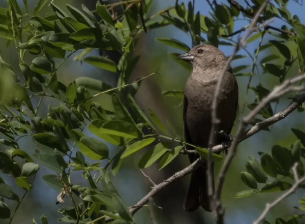 カウバードはイーグルクリーク公園の木に座っている 鳥の頭を強化するために使用される選択的フォーカス — ストック写真