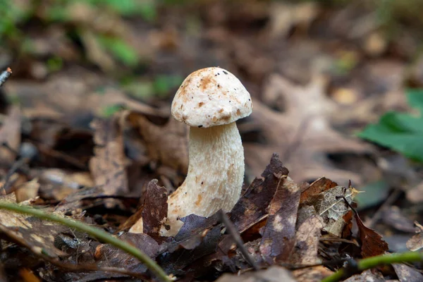 Diminuto Bolete Abedul Blanco Leccinum Holopus Hojas — Foto de Stock