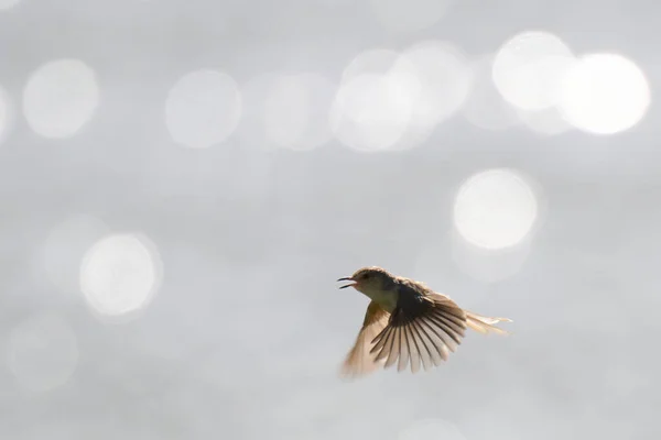 Una Prinia Dal Ventre Giallo Che Vola Uno Sfondo Sfocato — Foto Stock