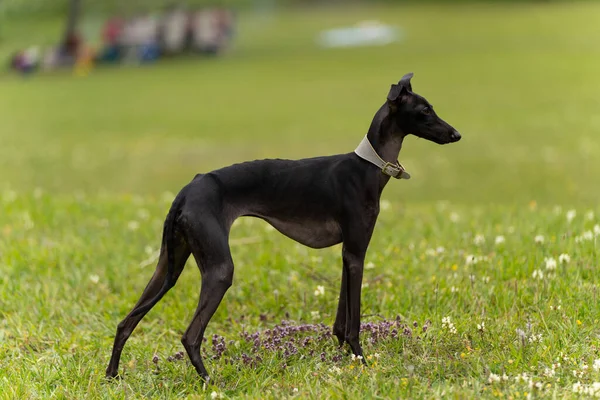 Beyaz yakalı, ince siyah bir İtalyan tazı köpeği.