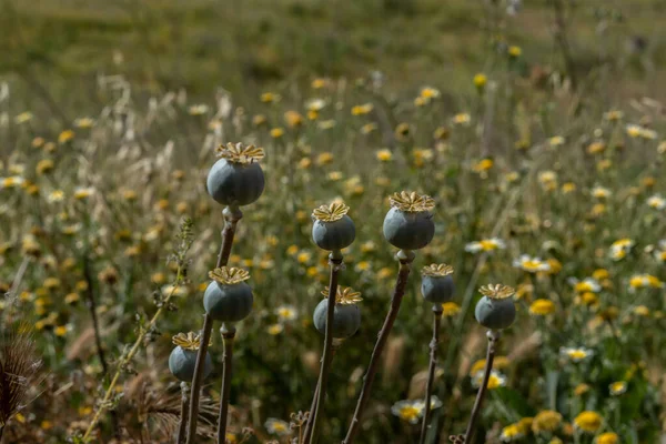 Papaver Somniferum Ook Wel Opiumpapaver Opiumpapaver Een Plant Uit Familie — Stockfoto
