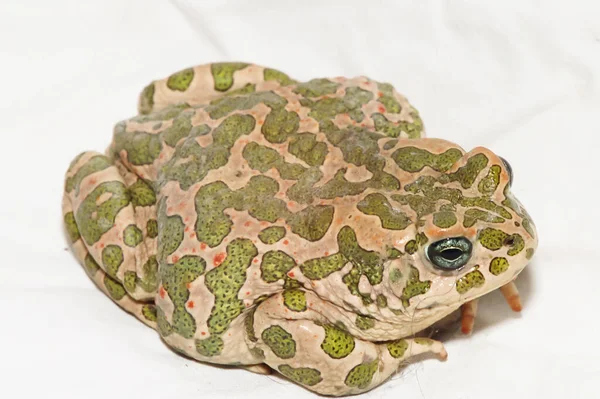 Großer Hässlicher Frosch Europäische Krötenbufo — Stockfoto