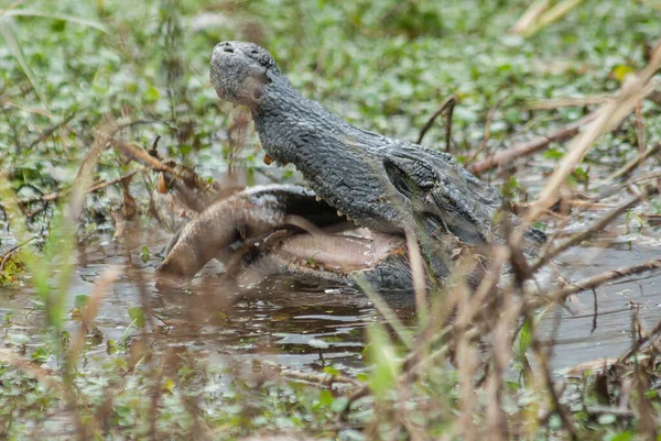 Een Close Van Yacare Kaaiman Jacare Met Prooi Het Moeras — Stockfoto