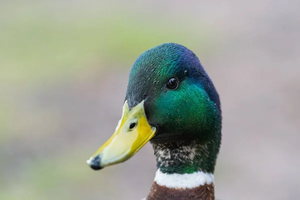 Egy Közeli Kép Egy Kacsáról Zöld Fejjel Homályos Háttérrel — Stock Fotó
