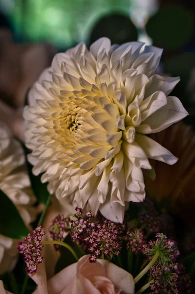 Ένα Κάθετο Κοντινό Πλάνο Ενός Ανθισμένου Λευκού Λουλουδιού Ντάλια Ένα — Φωτογραφία Αρχείου