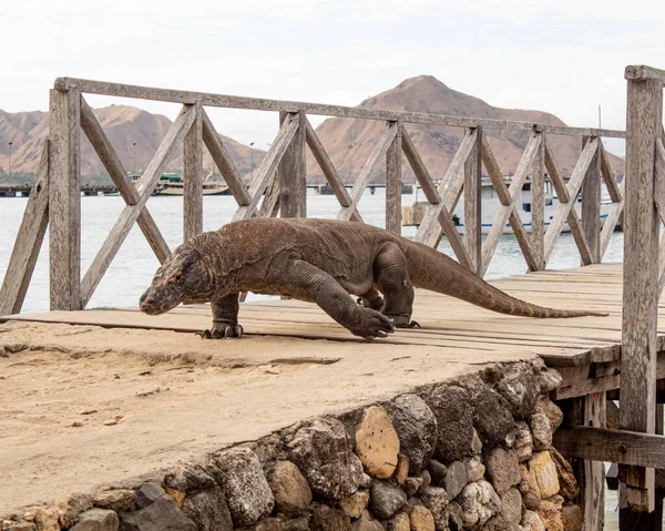 Schöne Aufnahme Eines Komodo Drachen Auf Dem Hölzernen Pier — Stockfoto