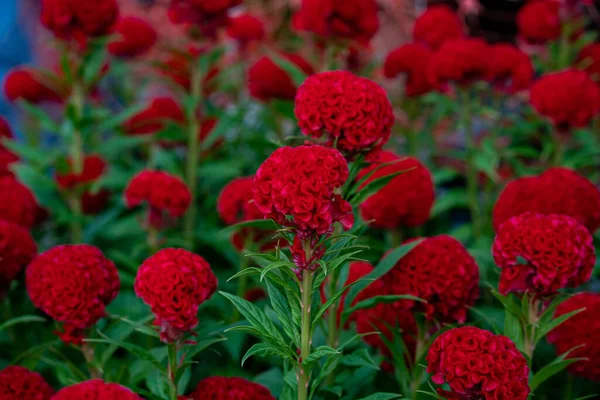 Belo Tiro Flores Vermelhas Celosia Luz Dia — Fotografia de Stock