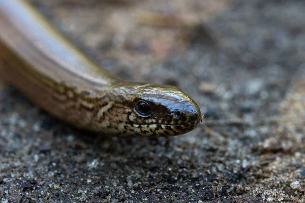 Egy Közeli Kép Egy Kígyó Fejéről Egy Bokeh Hátterű Erdőben — Stock Fotó