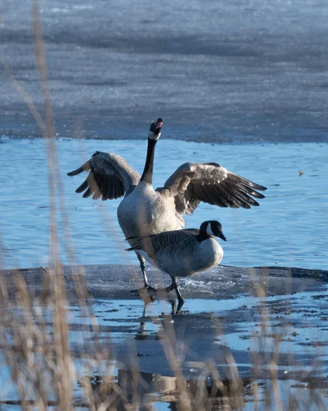 Gros Plan Vertical Deux Oies Debout Sur Rivage Lac — Photo