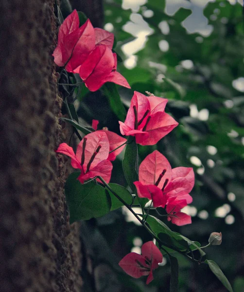 Вибірковий Фокус Зображення Рожевих Квітів Бугенвіля — стокове фото