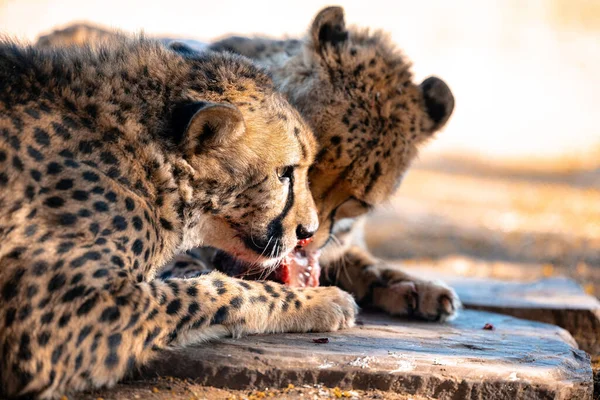 Detailní Záběr Krásných Gepardů Ležících Zemi Namibii — Stock fotografie