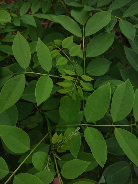 Вертикальный Крупный План Пышного Зеленого Растения Листьями Лесу — стоковое фото