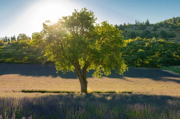 プロヴァンスのラベンダー畑に隔離された木春のカラフルな風景 — ストック写真