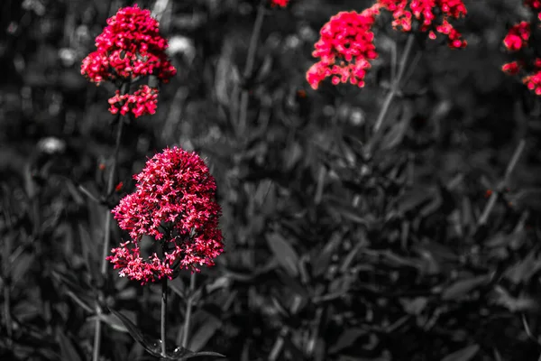 Eine Nahaufnahme Von Roten Baldrianblüten Die Frühling Garten Wachsen — Stockfoto