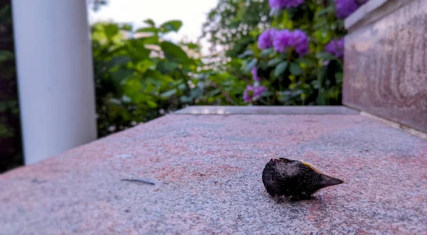 業界の階段で死んだ鳥の頭 — ストック写真