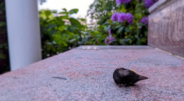 Mrtví Ptáci Míří Schody Průmyslu — Stock fotografie